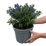 1 Ceanothus Concha, 7.5 Litre Californian Lilac, Blue Flowering Evergreen Shrub, Root-Ball - Frankton's