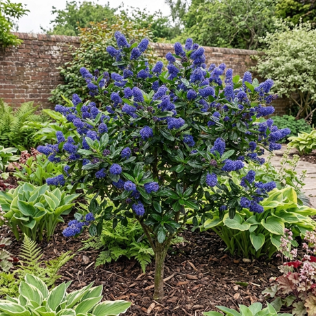 1 Ceanothus Concha Plant, Hardy Evergreen Blue Flowering Shrub, California Lilac, 3 Litre Root-Ball - Frankton's