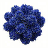 1 Ceanothus Concha Plant, Hardy Evergreen Blue Flowering Shrub, California Lilac, 3 Litre Root-Ball - Frankton's