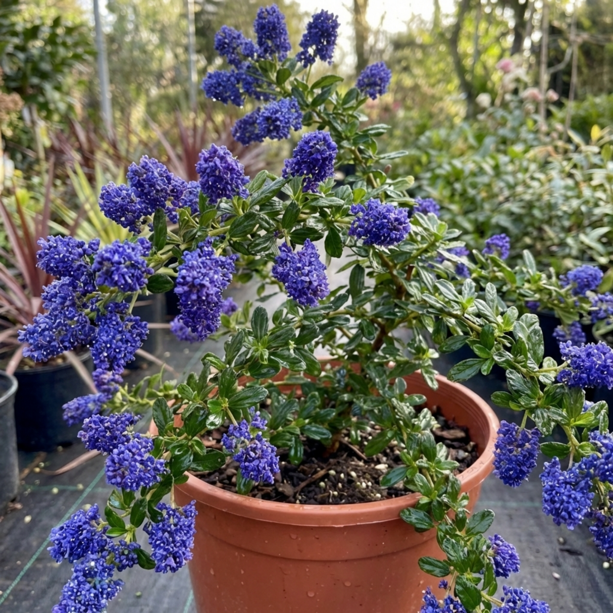 1 Ceanothus Concha Plant, Hardy Evergreen Blue Flowering Shrub, California Lilac, 3 Litre Root-Ball - Frankton's