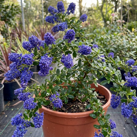 1 Ceanothus Concha Plant, Hardy Evergreen Blue Flowering Shrub, California Lilac, 3 Litre Root-Ball - Frankton's