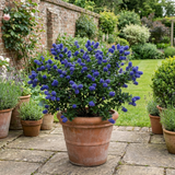 1 Ceanothus Concha Plant, Hardy Evergreen Blue Flowering Shrub, California Lilac, 3 Litre Root-Ball - Frankton's