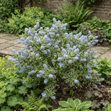1 Ceanothus Cool Blue Plant, Hardy Blue Flowering Evergreen Shrub, California Lilac, 3 Litre Root Ball - Frankton's