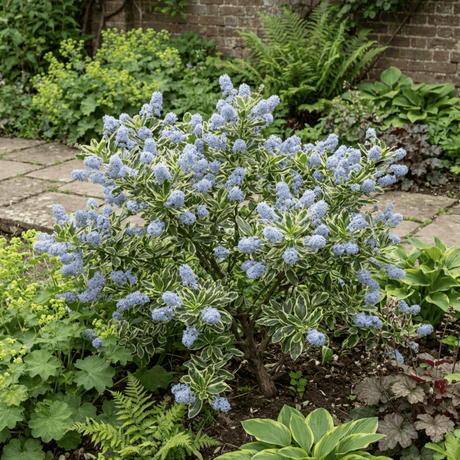 1 Ceanothus Cool Blue Plant, Hardy Blue Flowering Evergreen Shrub, California Lilac, 3 Litre Root Ball - Frankton's