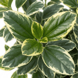 1 Ceanothus Cool Blue Plant, Hardy Blue Flowering Evergreen Shrub, California Lilac, 3 Litre Root Ball - Frankton's