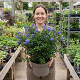 1 Ceanothus Cool Blue Plant, Hardy Blue Flowering Evergreen Shrub, California Lilac, 3 Litre Root Ball - Frankton's