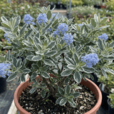 1 Ceanothus Cool Blue Plant, Hardy Blue Flowering Evergreen Shrub, California Lilac, 3 Litre Root Ball - Frankton's