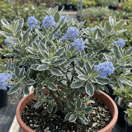 1 Ceanothus Cool Blue Plant, Hardy Blue Flowering Evergreen Shrub, California Lilac, 3 Litre Root Ball - Frankton's