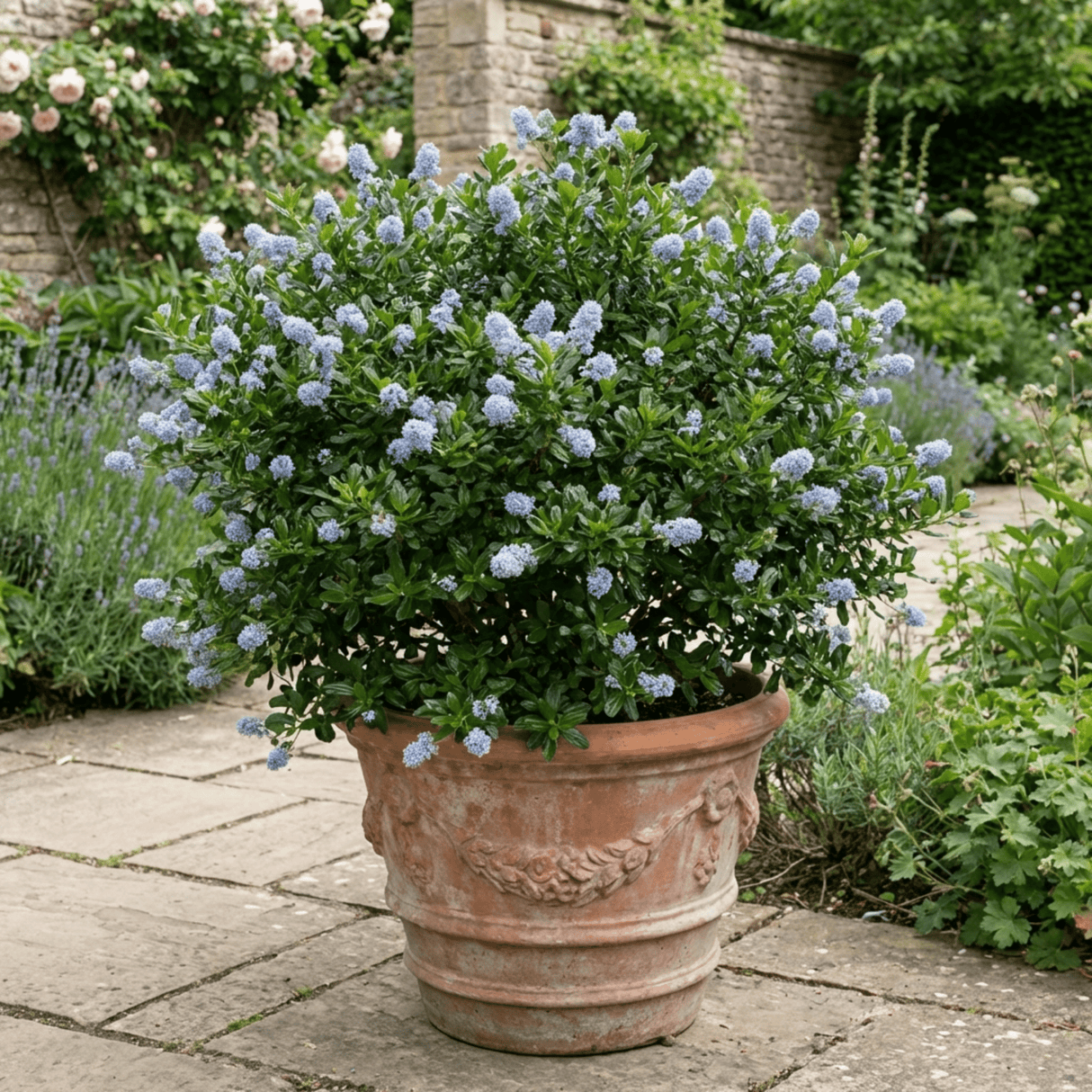 1 Ceanothus Cool Blue Plant, Hardy Blue Flowering Evergreen Shrub, California Lilac, 3 Litre Root Ball - Frankton's