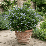 1 Ceanothus Cool Blue Plant, Hardy Blue Flowering Evergreen Shrub, California Lilac, 3 Litre Root Ball - Frankton's