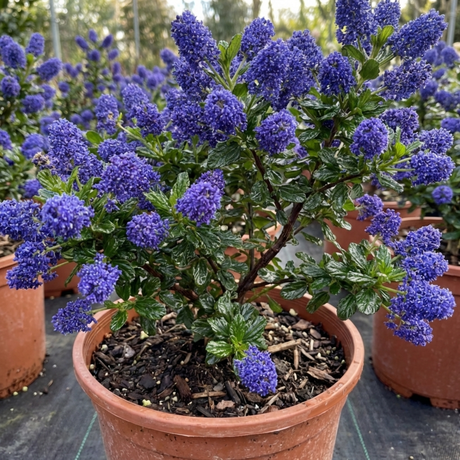1 Ceanothus Puget Blue Plant | California Lilac Hardy Evergreen Blue Flowering Shrub, 3L Root-Ball - Frankton's