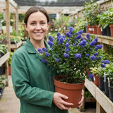 1 Ceanothus Puget Blue Plant | California Lilac Hardy Evergreen Blue Flowering Shrub, 3L Root-Ball - Frankton's
