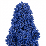1 Ceanothus Puget Blue Plant | California Lilac Hardy Evergreen Blue Flowering Shrub, 3L Root-Ball - Frankton's