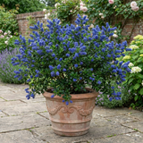 1 Ceanothus Skylark Plant, Hardy Blue Flowering Evergreen Shrub, California Lilac, 3 Litre Root-Ball - Frankton's
