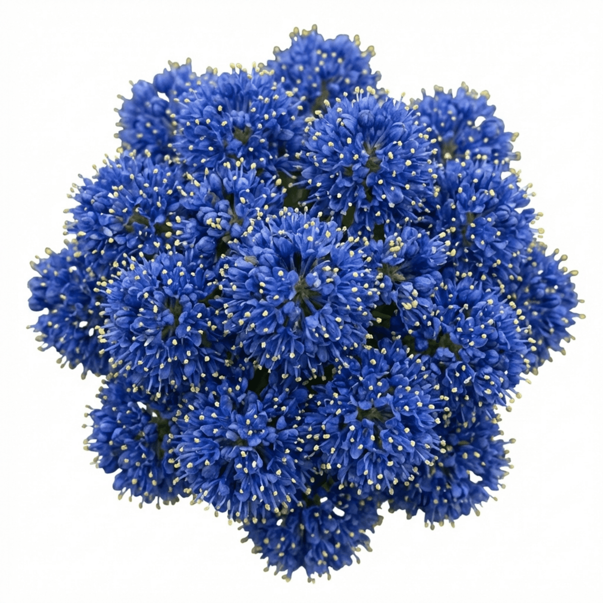 1 Ceanothus Skylark Plant, Hardy Blue Flowering Evergreen Shrub, California Lilac, 3 Litre Root-Ball - Frankton's
