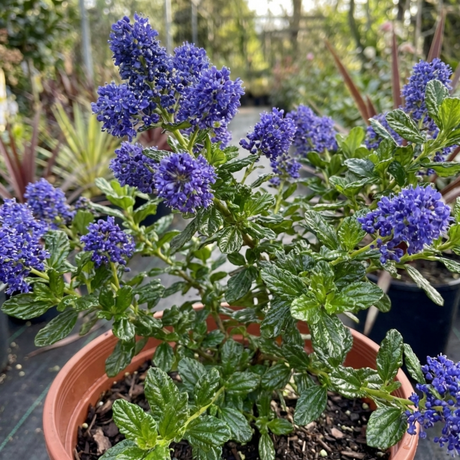 1 Ceanothus Skylark Plant, Hardy Blue Flowering Evergreen Shrub, California Lilac, 3 Litre Root-Ball - Frankton's