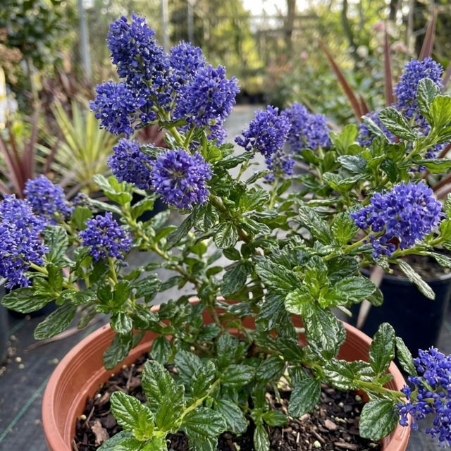 1 Ceanothus Skylark Plant, Hardy Blue Flowering Evergreen Shrub, California Lilac, 3 Litre Root-Ball - Frankton's