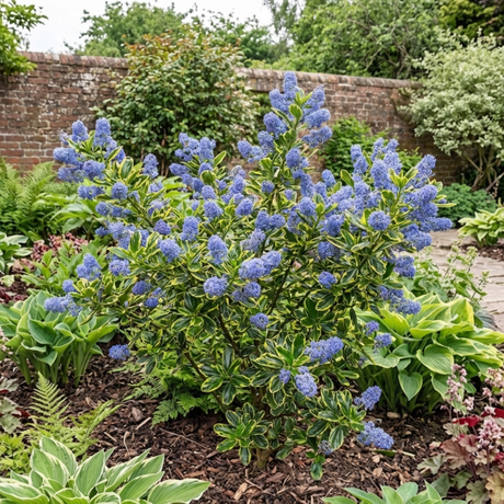1 Ceanothus Thyrsiflorus Zanzibar California Lilac Plant, Hardy Evergreen Blue Flowering Shrub, 3L Root-Ball - Frankton's
