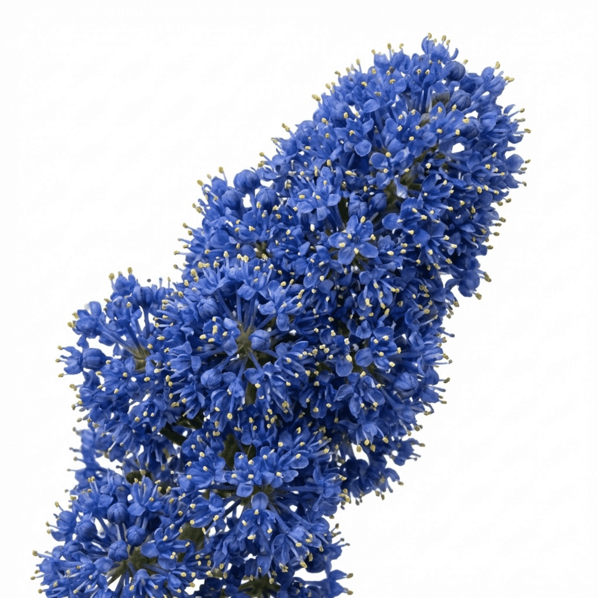 1 Ceanothus Thyrsiflorus Zanzibar California Lilac Plant, Hardy Evergreen Blue Flowering Shrub, 3L Root-Ball - Frankton's