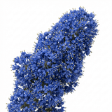 1 Ceanothus Thyrsiflorus Zanzibar California Lilac Plant, Hardy Evergreen Blue Flowering Shrub, 3L Root-Ball - Frankton's
