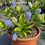 1 Ceanothus Thyrsiflorus Zanzibar California Lilac Plant, Hardy Evergreen Blue Flowering Shrub, 3L Root-Ball - Frankton's
