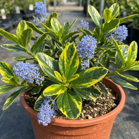 1 Ceanothus Thyrsiflorus Zanzibar California Lilac Plant, Hardy Evergreen Blue Flowering Shrub, 3L Root-Ball - Frankton's