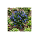 1 Ceanothus Victoria Plant, Hardy Evergreen Blue Flowering Shrub, Outdoor Garden Ready, 3 Litre Root-Ball - Frankton's