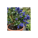1 Ceanothus Victoria Plant, Hardy Evergreen Blue Flowering Shrub, Outdoor Garden Ready, 3 Litre Root-Ball - Frankton's