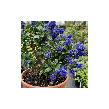 1 Ceanothus Victoria Plant, Hardy Evergreen Blue Flowering Shrub, Outdoor Garden Ready, 3 Litre Root-Ball - Frankton's