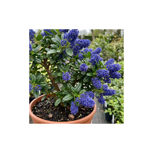 1 Ceanothus Victoria Plant, Hardy Evergreen Blue Flowering Shrub, Outdoor Garden Ready, 3 Litre Root-Ball - Frankton's