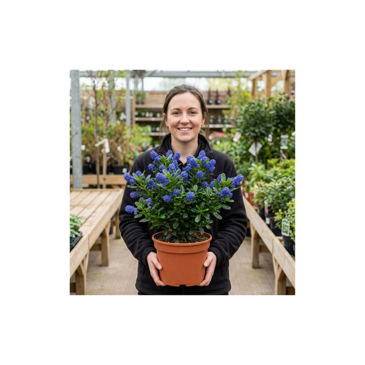 1 Ceanothus Victoria Plant, Hardy Evergreen Blue Flowering Shrub, Outdoor Garden Ready, 3 Litre Root-Ball - Frankton's