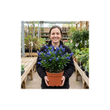 1 Ceanothus Victoria Plant, Hardy Evergreen Blue Flowering Shrub, Outdoor Garden Ready, 3 Litre Root-Ball - Frankton's