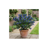 1 Ceanothus Victoria Plant, Hardy Evergreen Blue Flowering Shrub, Outdoor Garden Ready, 3 Litre Root-Ball - Frankton's