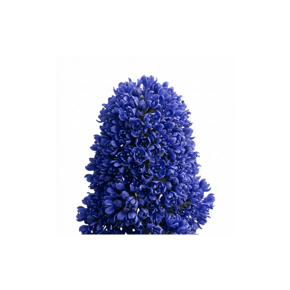 1 Ceanothus Victoria Plant, Hardy Evergreen Blue Flowering Shrub, Outdoor Garden Ready, 3 Litre Root-Ball - Frankton's