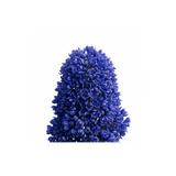 1 Ceanothus Victoria Plant, Hardy Evergreen Blue Flowering Shrub, Outdoor Garden Ready, 3 Litre Root-Ball - Frankton's