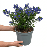 1 Ceanothus Yankee Point, 7.5 Litre Root Ball, Evergreen Californian Lilac, Blue Flowering Shrub - Frankton's