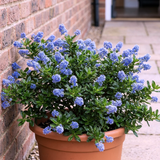1 Ceanothus Yankee Point, 7.5 Litre Root Ball, Evergreen Californian Lilac, Blue Flowering Shrub - Frankton's