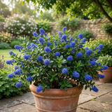 1 Ceanothus Yankee Point, 7.5 Litre Root Ball, Evergreen Californian Lilac, Blue Flowering Shrub - Frankton's