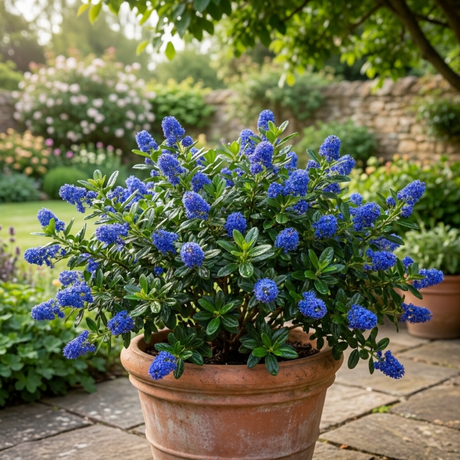 1 Ceanothus Yankee Point, 7.5 Litre Root Ball, Evergreen Californian Lilac, Blue Flowering Shrub - Frankton's
