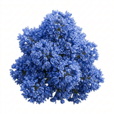 1 Ceanothus Yankee Point, 7.5 Litre Root Ball, Evergreen Californian Lilac, Blue Flowering Shrub - Frankton's