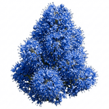 1 Ceanothus Yankee Point California Lilac Plant, Blue Flowering Evergreen Shrub, 3L Root-Ball - Frankton's