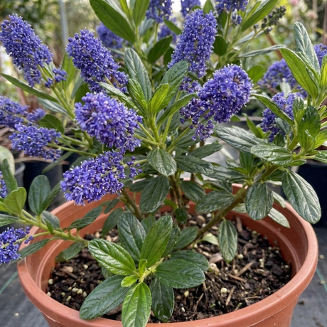 1 Ceanothus Yankee Point California Lilac Plant, Blue Flowering Evergreen Shrub, 3L Root-Ball - Frankton's
