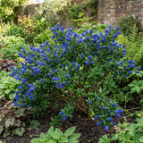 1 Ceanothus Yankee Point California Lilac Plant, Blue Flowering Evergreen Shrub, 3L Root-Ball - Frankton's