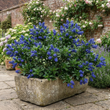 1 Ceanothus Yankee Point California Lilac Plant, Blue Flowering Evergreen Shrub, 3L Root-Ball - Frankton's