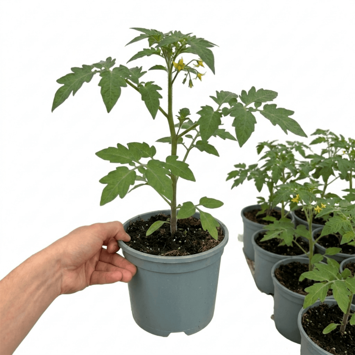 1 Cherry Tomato Floridity Live Plant, Outdoor Garden Ready, Grow Your Own Tomatoes, 2 Litre Root Ball - Frankton's