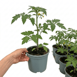 1 Cherry Tomato Floridity Live Plant, Outdoor Garden Ready, Grow Your Own Tomatoes, 2 Litre Root Ball - Frankton's