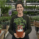 1 Cherry Tomato Floridity Live Plant, Outdoor Garden Ready, Grow Your Own Tomatoes, 2 Litre Root Ball - Frankton's