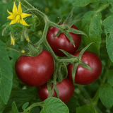 1 Cherry Tomato Floridity Live Plant, Outdoor Garden Ready, Grow Your Own Tomatoes, 2 Litre Root Ball - Frankton's