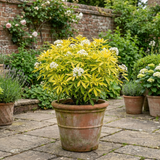 1 Choisya Aztec Gold Plant, Hardy Evergreen Mexican Orange Blossom Shrub, 3 Litre Root Ball - Frankton's