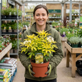1 Choisya Aztec Gold Plant, Hardy Evergreen Mexican Orange Blossom Shrub, 3 Litre Root Ball - Frankton's